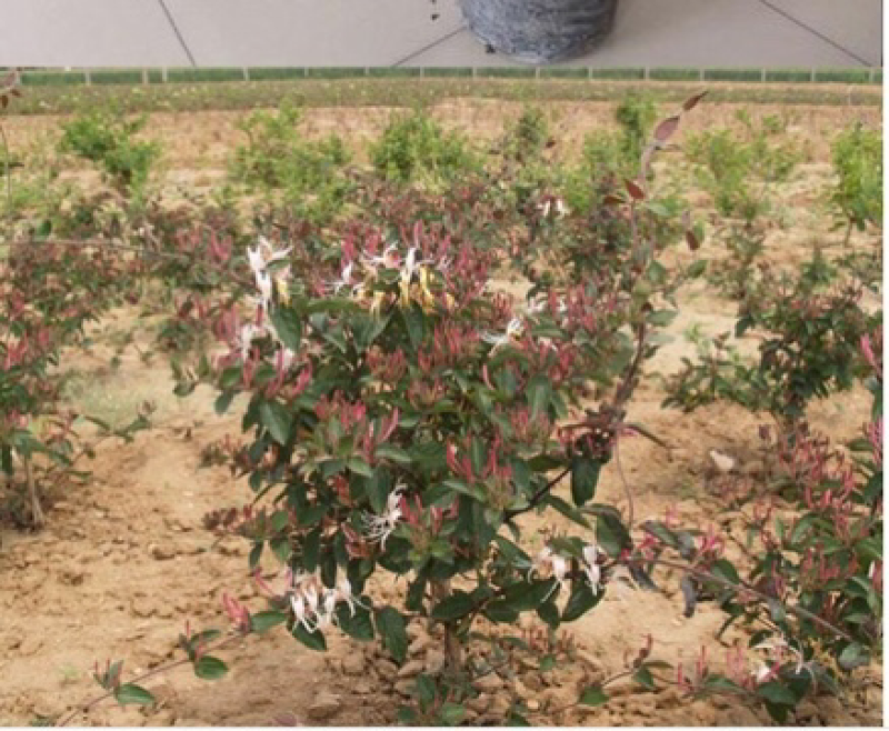 红色金银花盆栽，爬藤植物，双色花，耐寒，围栏种植