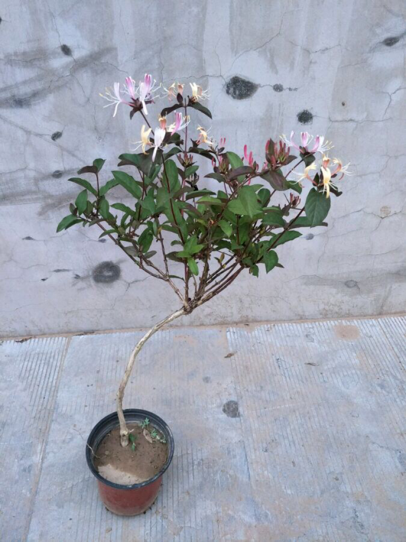 红色金银花盆栽，爬藤植物，双色花，耐寒，围栏种植