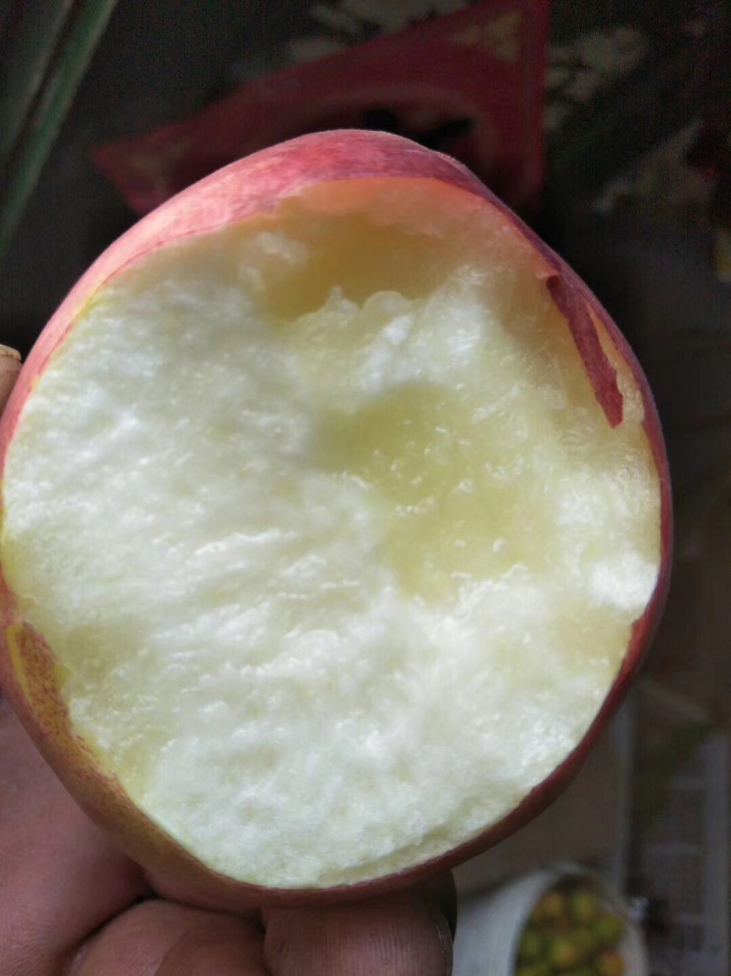 山东水蜜桃大量供应