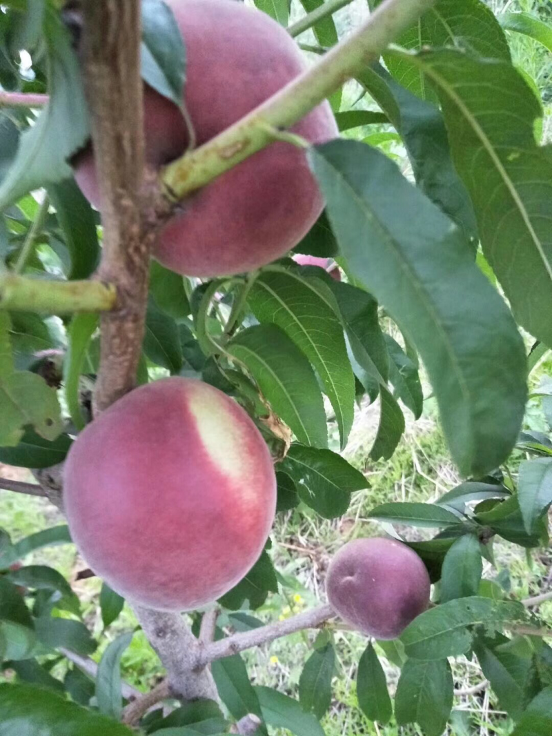 山东水蜜桃大量供应