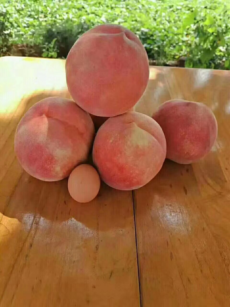 山东水蜜桃大量供应