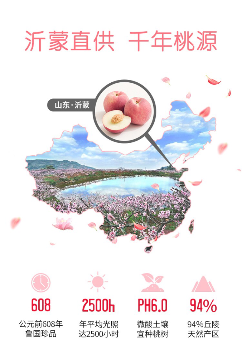 山东水蜜桃甲天下五斤包邮