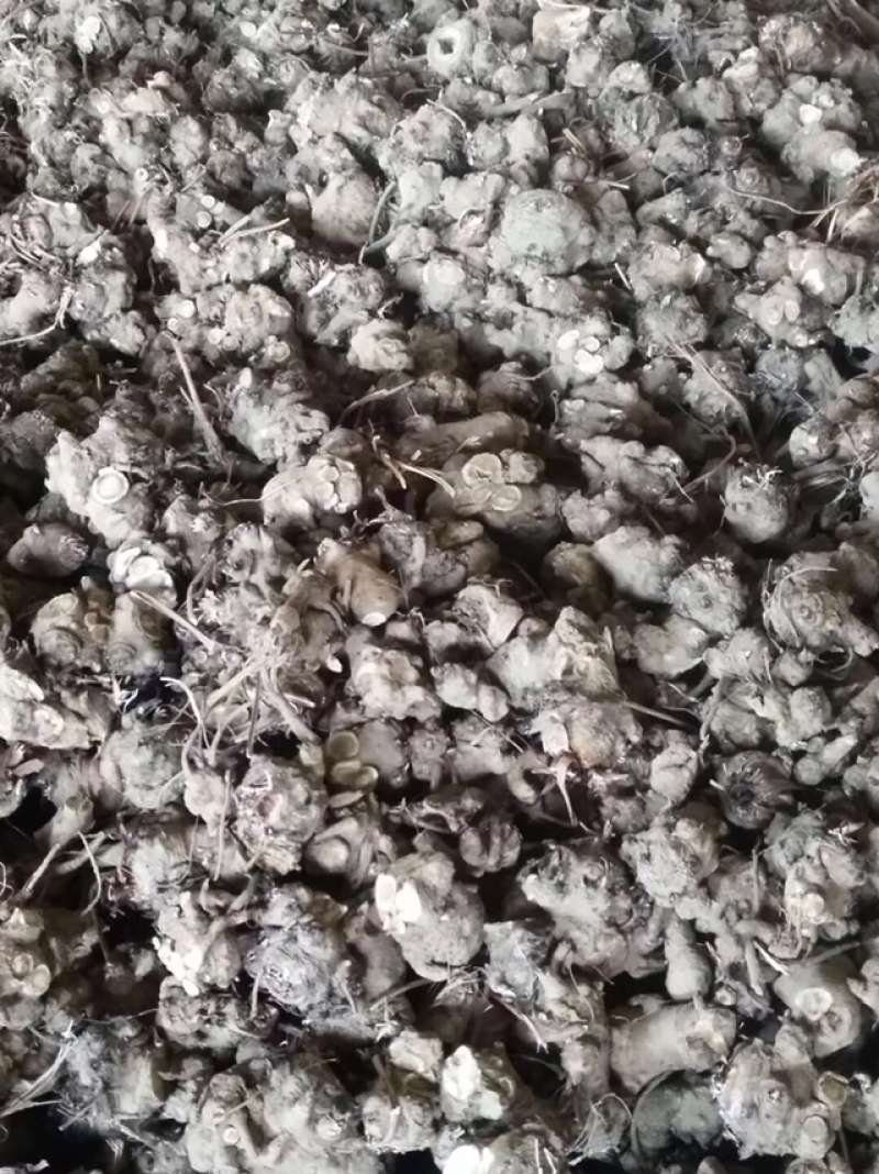 木香芽子中药材祁木香种苗批发