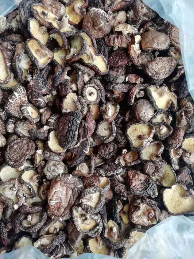 椴木香菇。大片菇