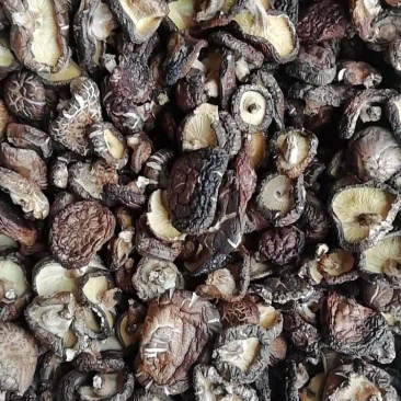 椴木香菇。大片菇