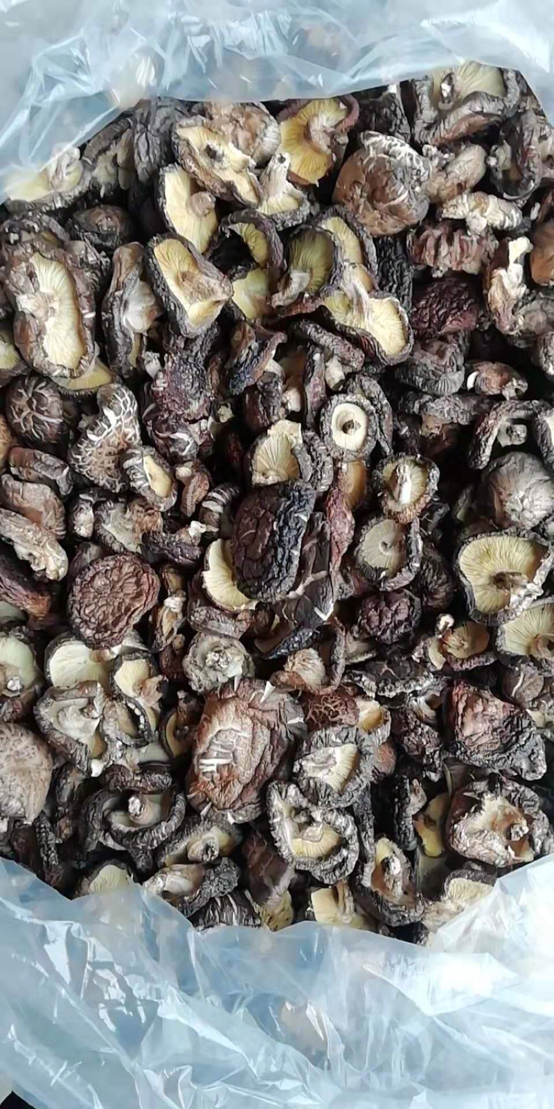 椴木香菇。大片菇