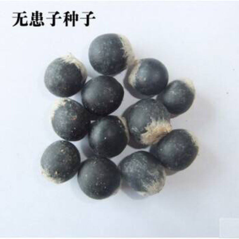 无患子种子