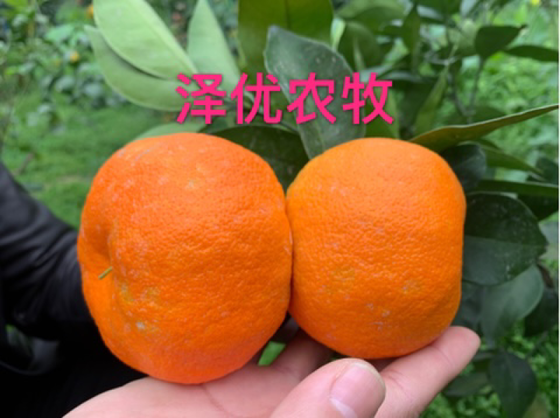 明日见苗品质保证签合同销售