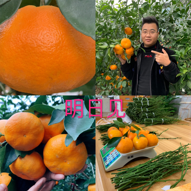 明日见苗品质保证签合同销售