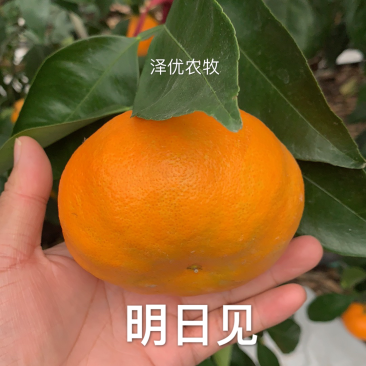 明日见苗品质保证签合同销售