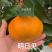 明日见苗品质保证签合同销售