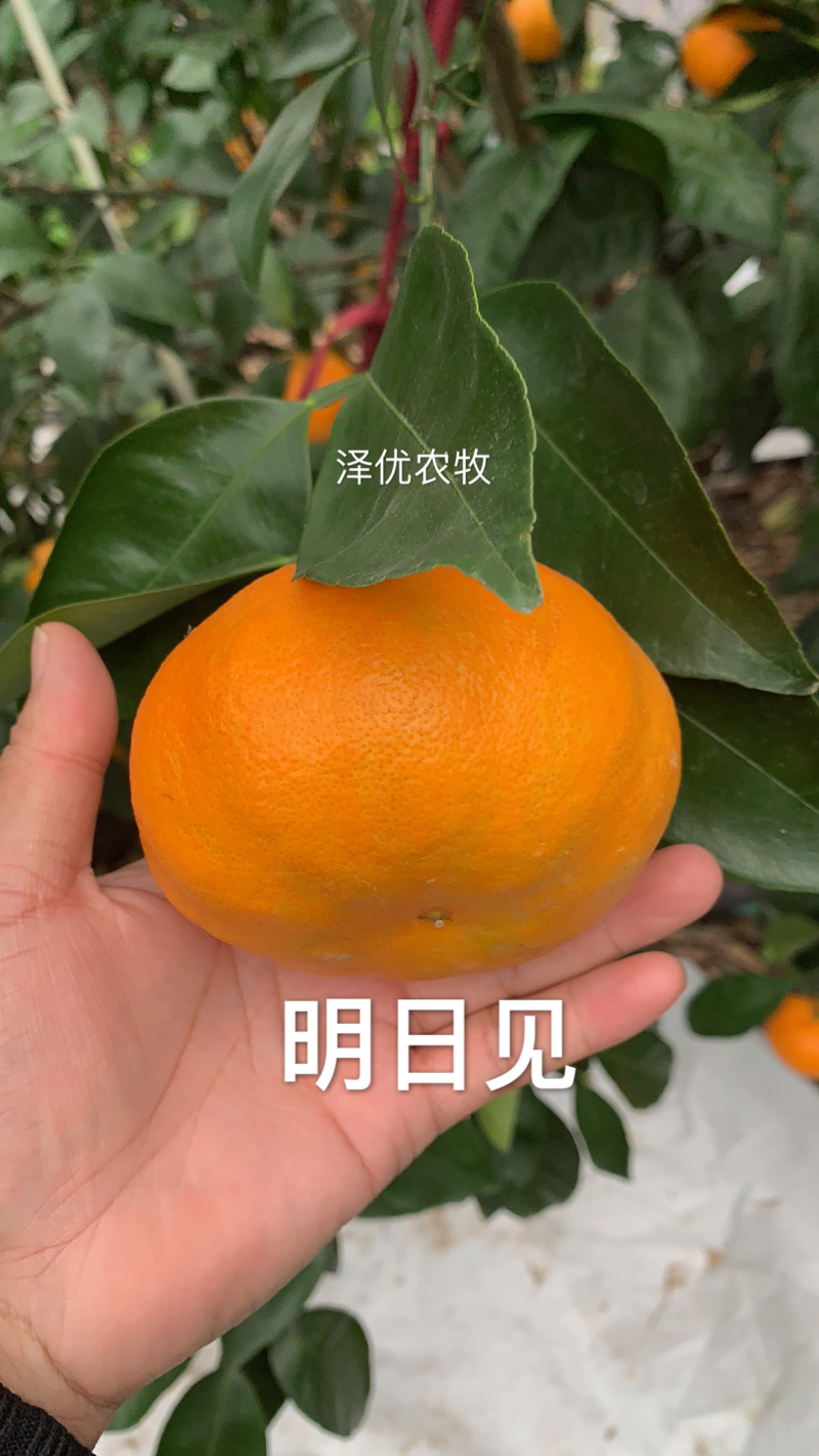 明日见苗品质保证签合同销售