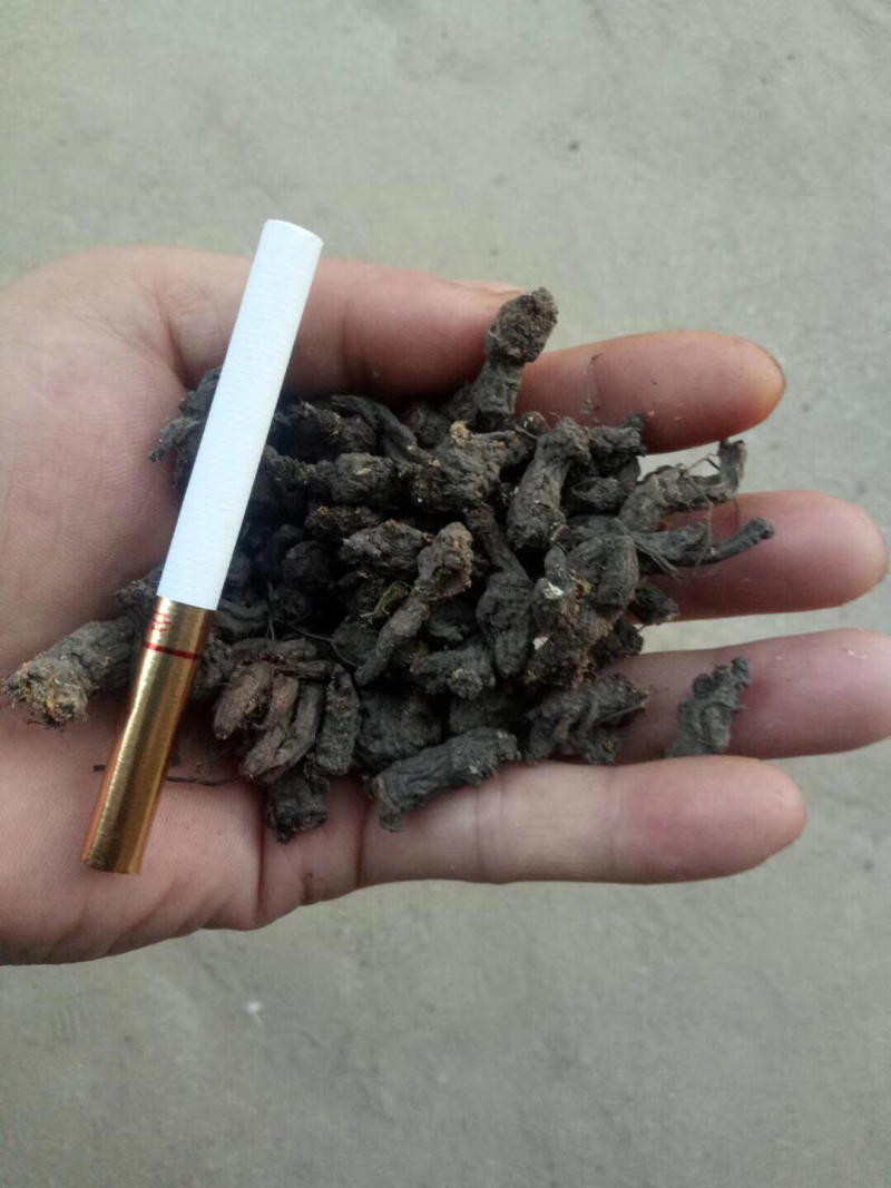 天葵子，大别山野生天葵子，紫背天葵子，好货不多，预购从速