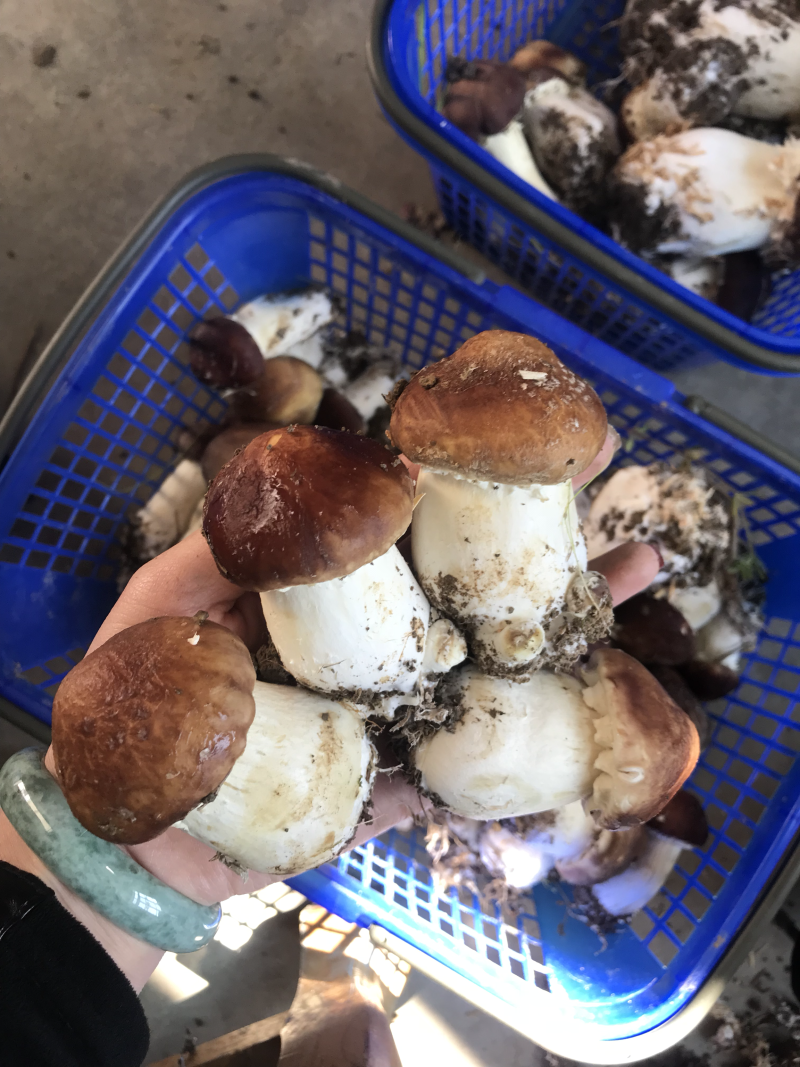 大球盖菇一级，二级欢迎外地客商前来采购