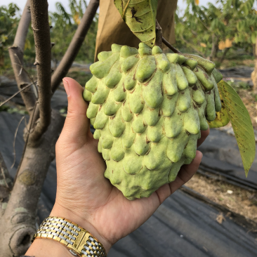 台湾凤梨释迦苗