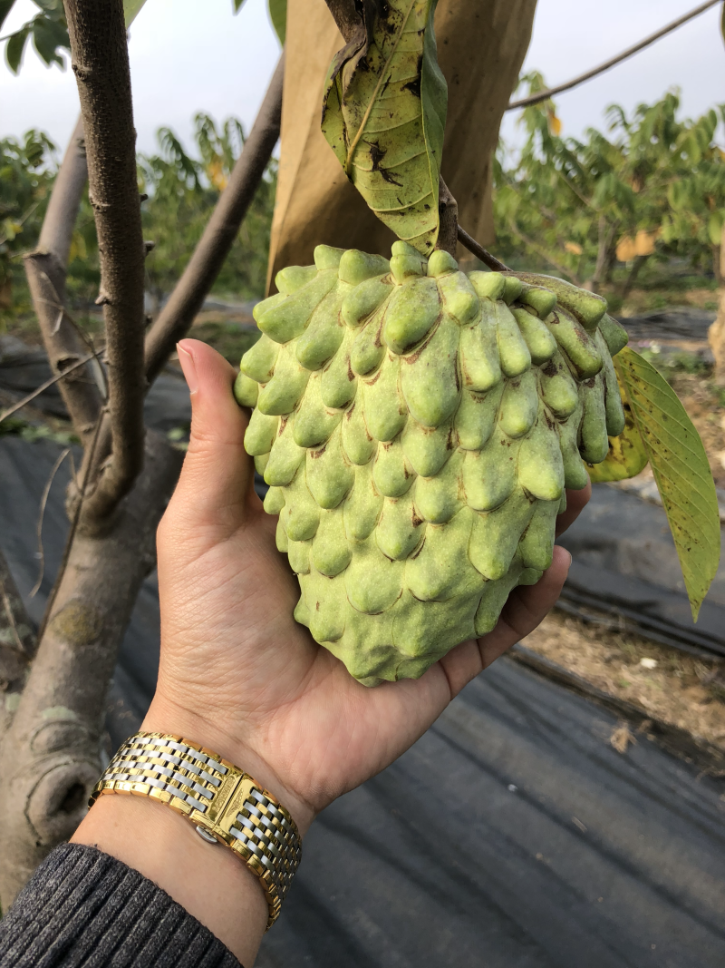 台湾凤梨释迦苗