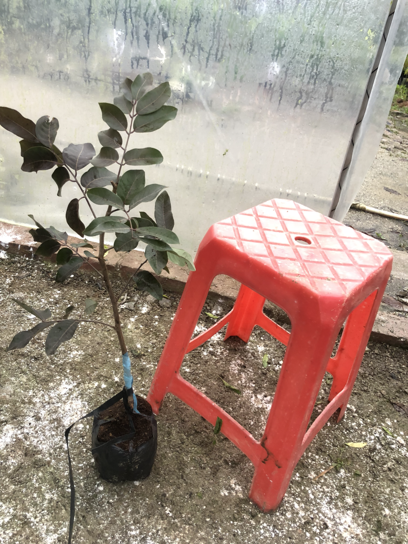 龙眼树苗30~50cm