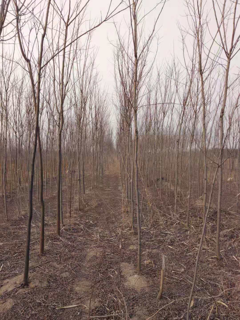 香花槐，3公分至10公分。