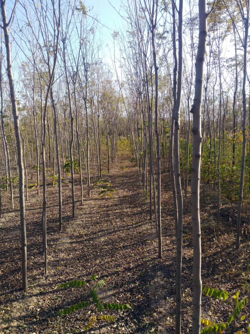 香花槐，3公分至10公分。
