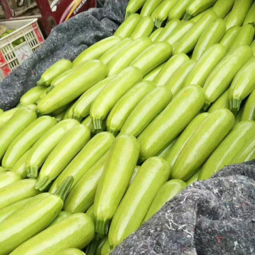山东聊城大量供应优质西葫芦货源充足产地直发