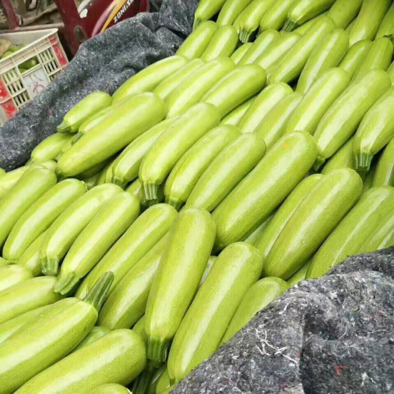 山东聊城大量供应优质西葫芦货源充足产地直发