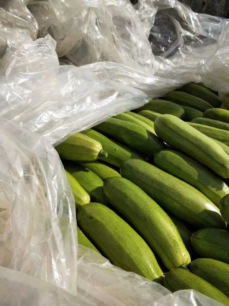 山东聊城大量供应优质西葫芦货源充足产地直发