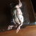 新鲜乳鸽农家散养鸽子现杀