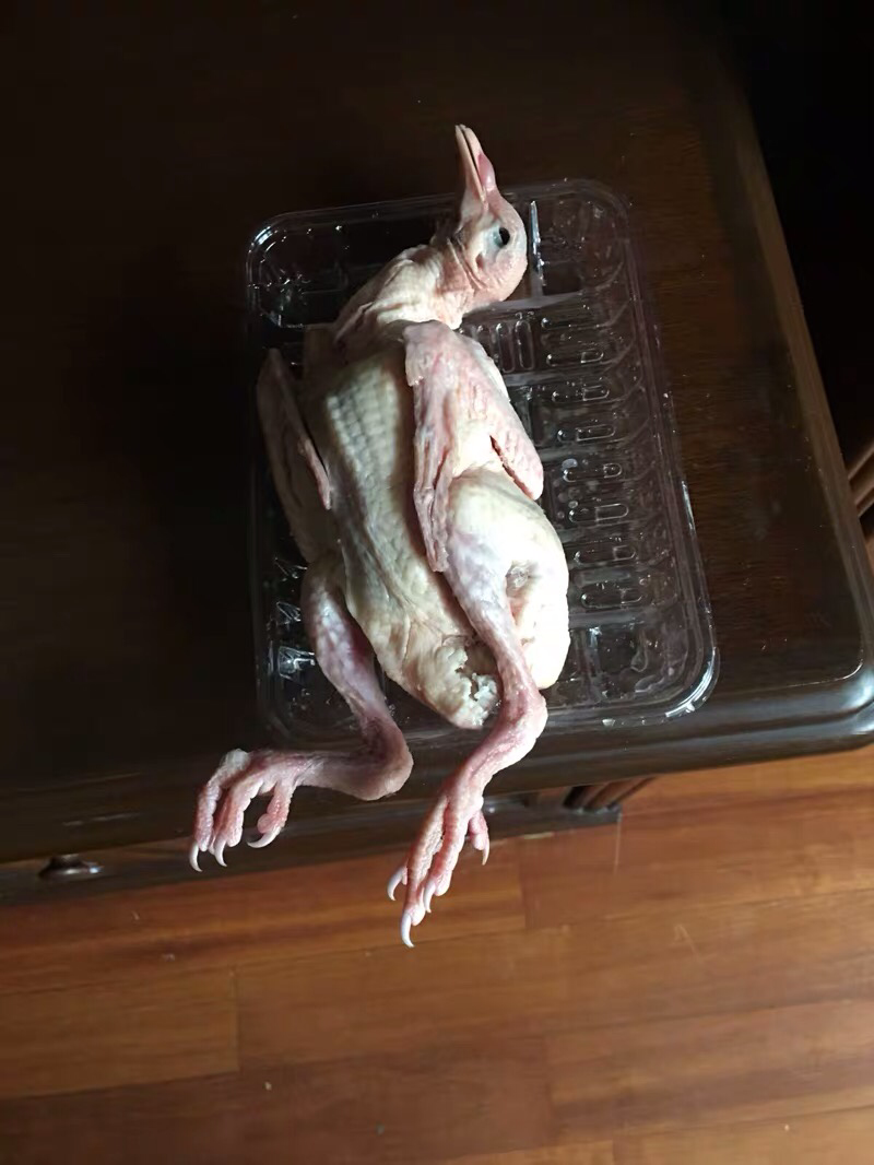 新鲜乳鸽农家散养鸽子现杀