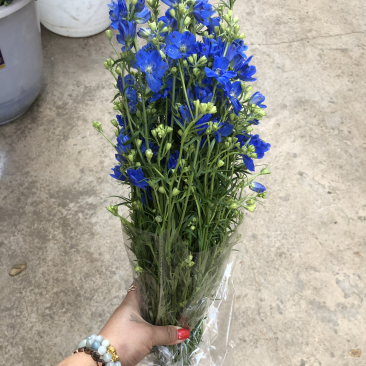 切花小飞燕