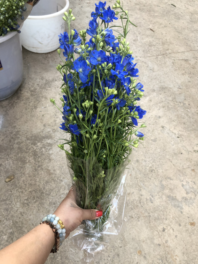 切花小飞燕