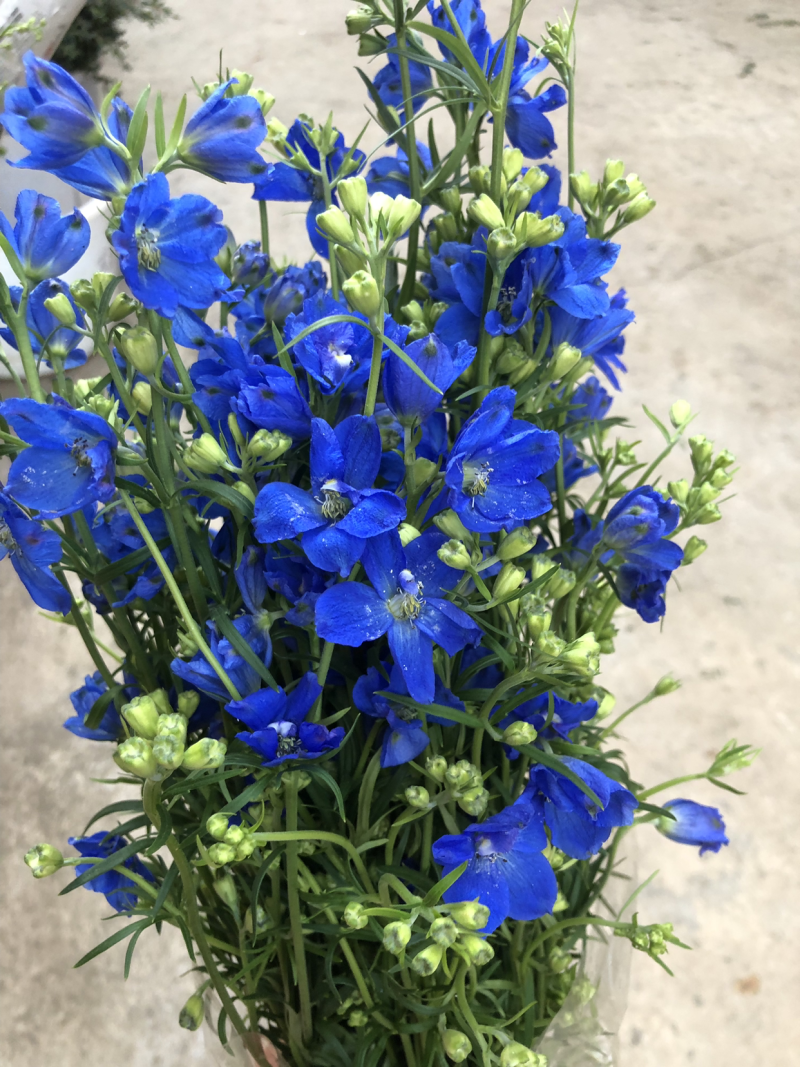 切花小飞燕
