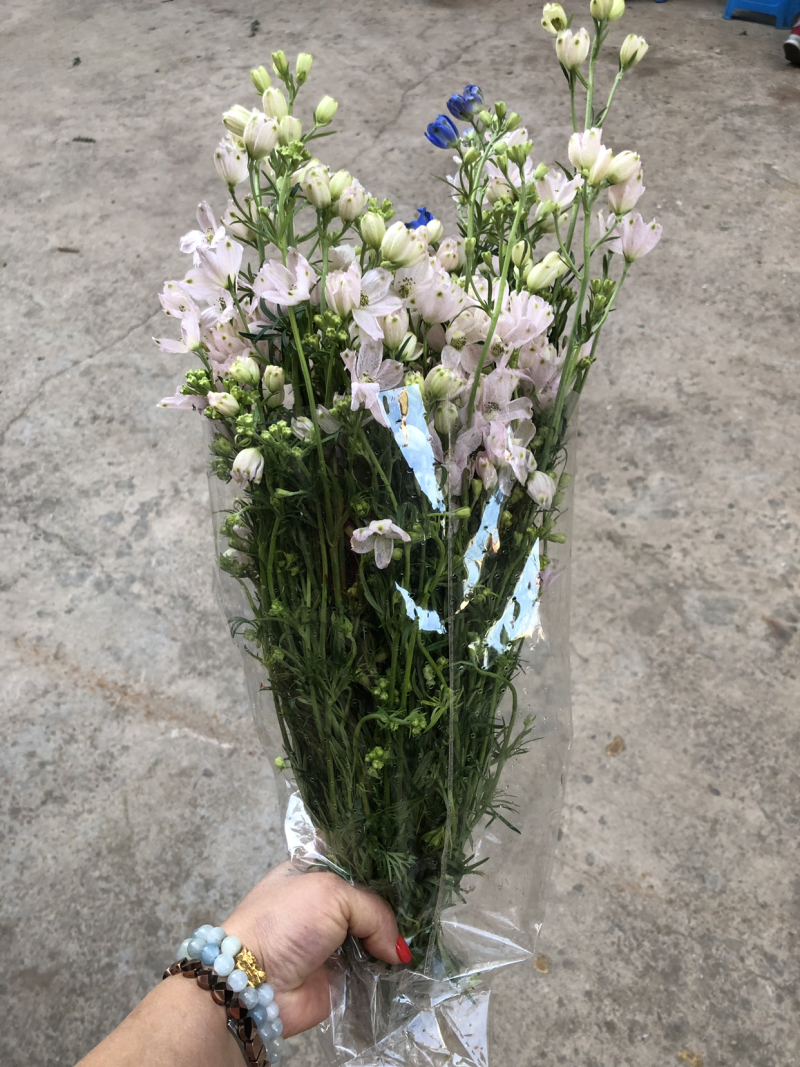 切花小飞燕