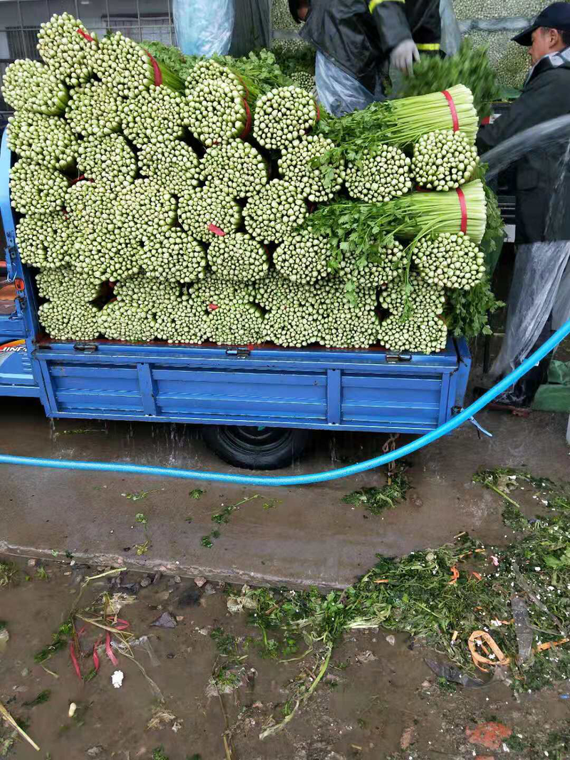 美国文图拉芹菜，精品芹菜，大量供应，小西芹欢迎联系