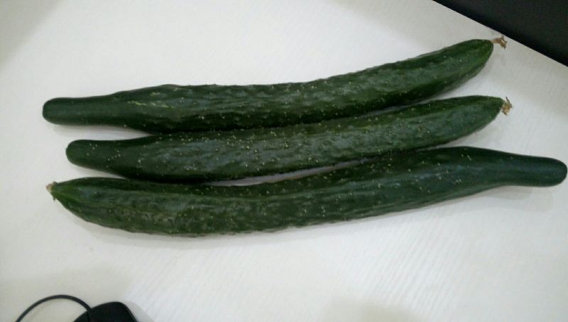 黄瓜22~25公分干花带刺