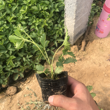 三叶委陵菜五叶委陵菜委陵菜