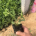 三叶委陵菜五叶委陵菜委陵菜