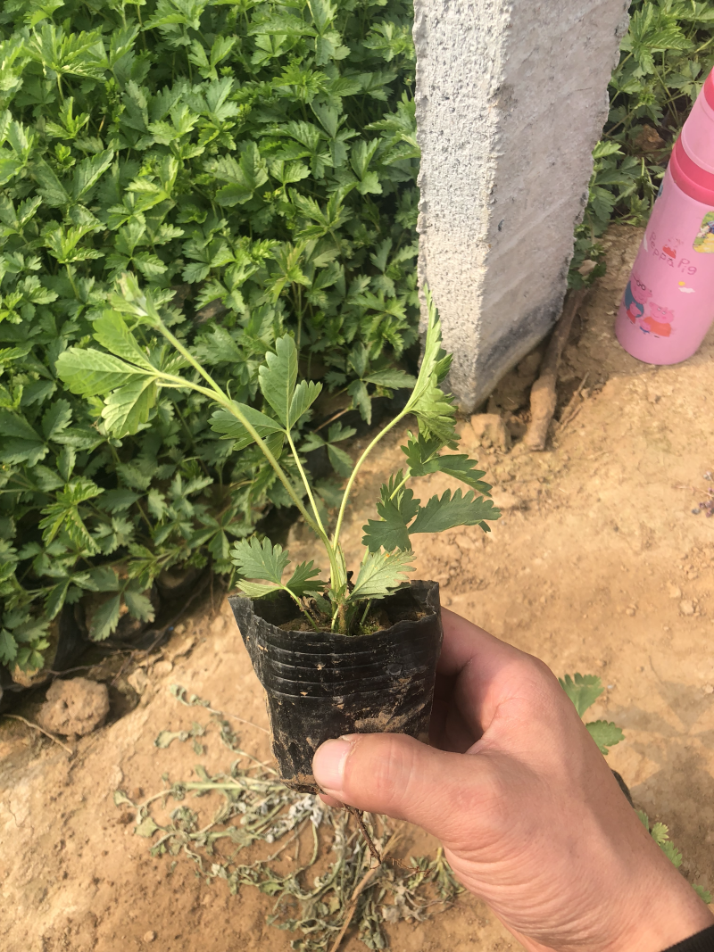 三叶委陵菜五叶委陵菜委陵菜