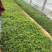 三叶委陵菜五叶委陵菜委陵菜