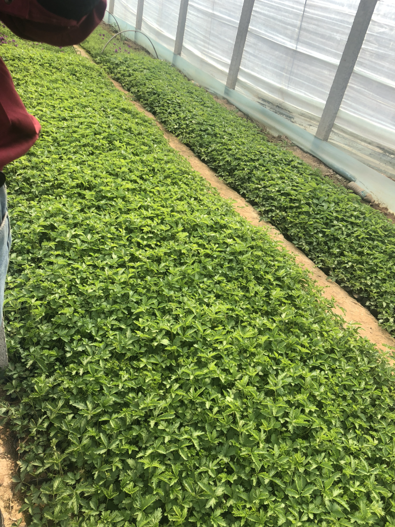 三叶委陵菜五叶委陵菜委陵菜