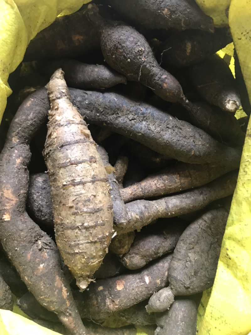 广西马山县野生黑皮牛大力