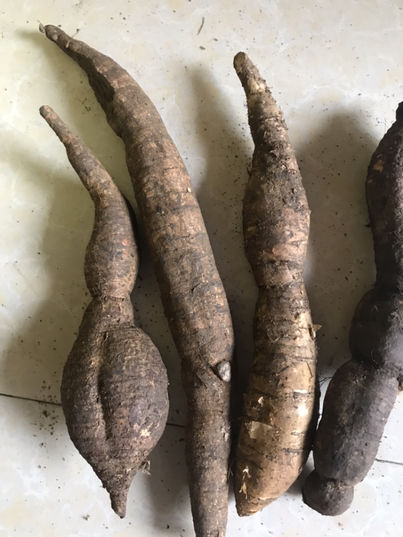 广西马山县野生黑皮牛大力