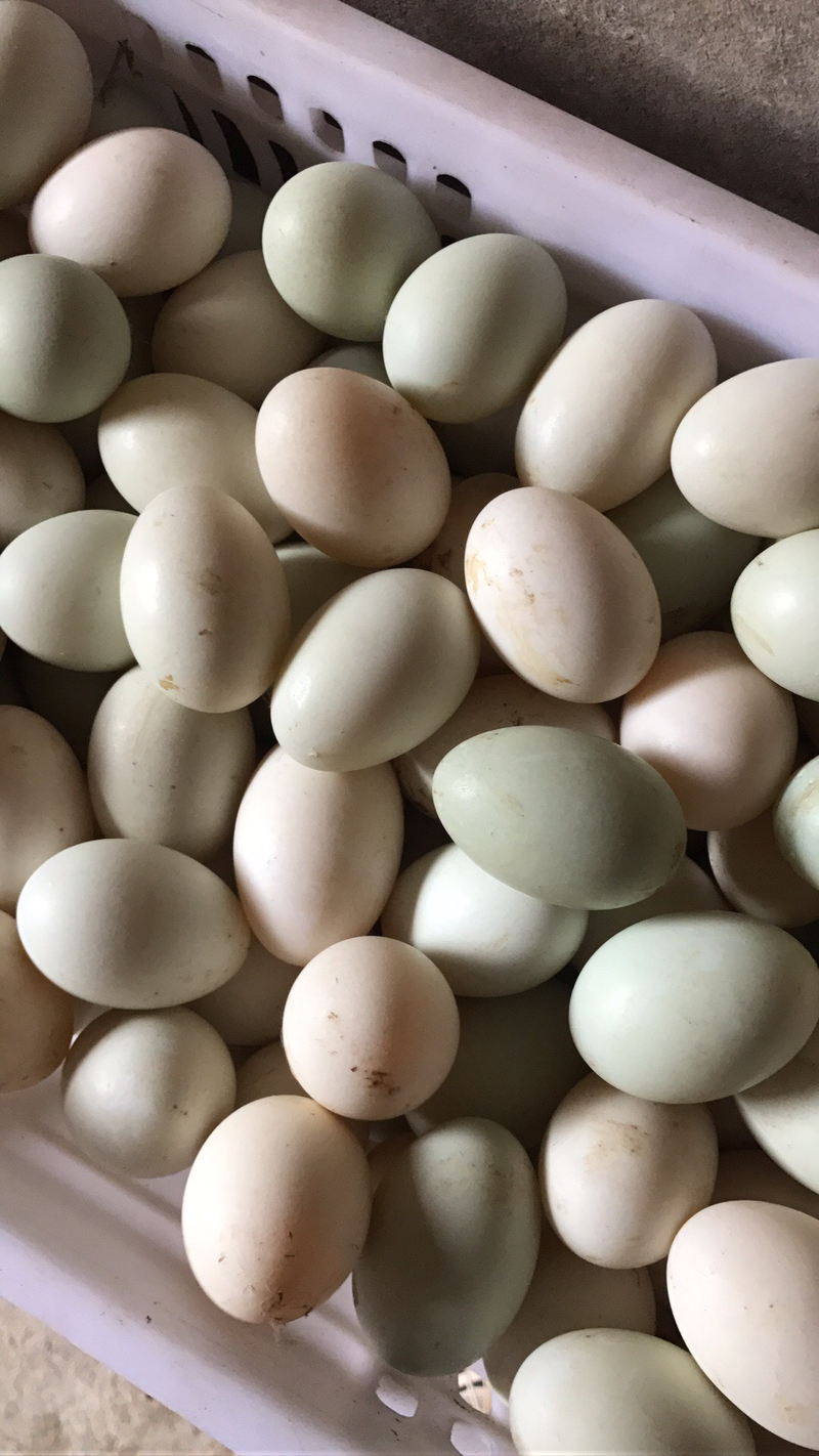 大量新鲜干净鸭蛋出售，
