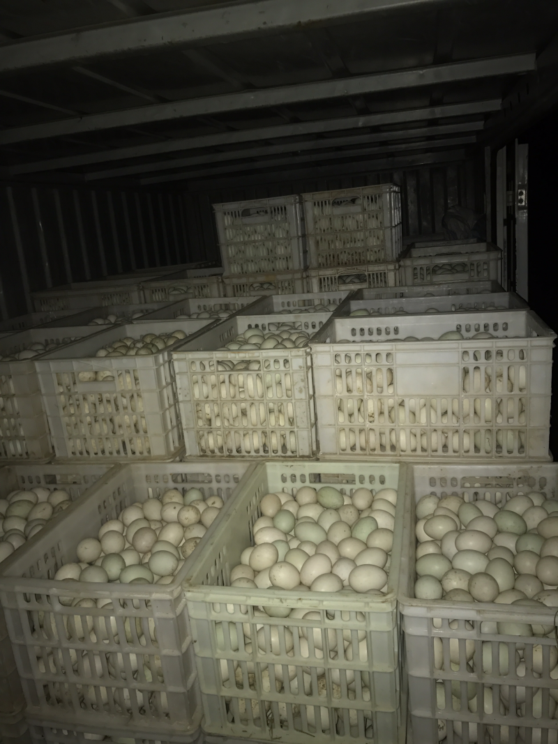 大量新鲜干净鸭蛋出售，