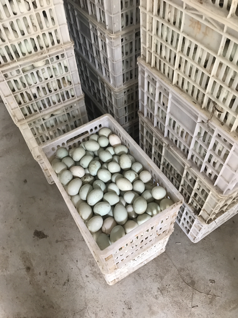 大量新鲜干净鸭蛋出售，