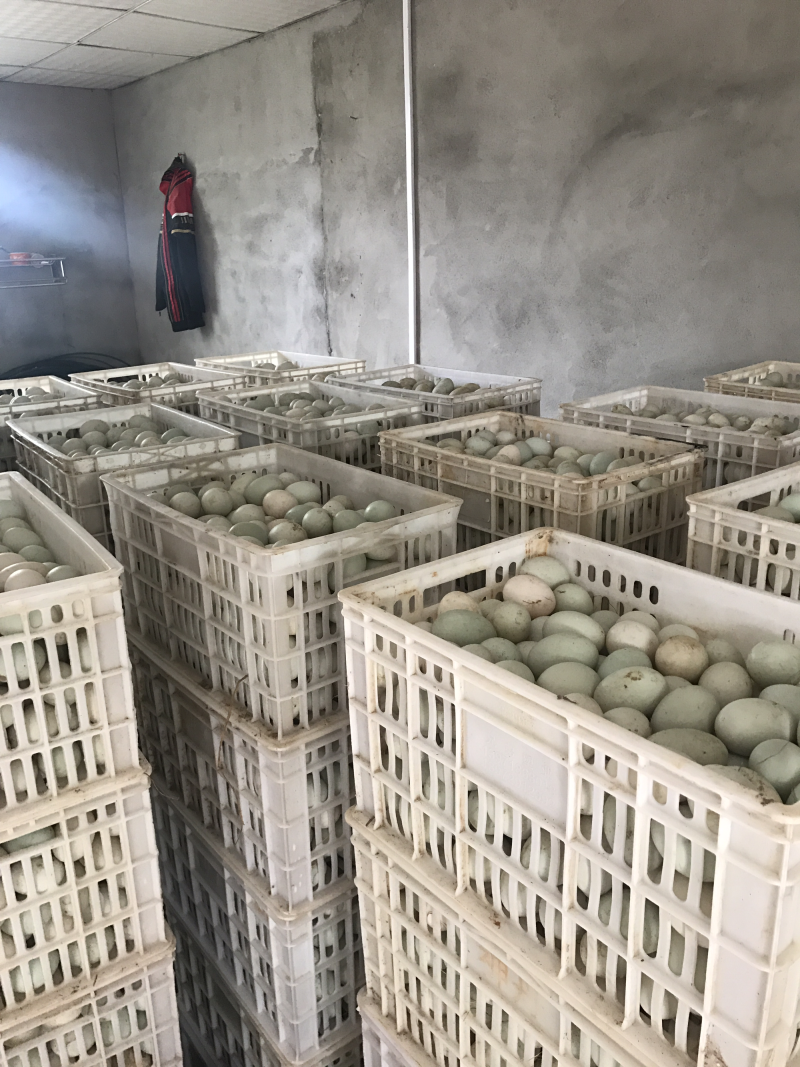 大量新鲜干净鸭蛋出售，