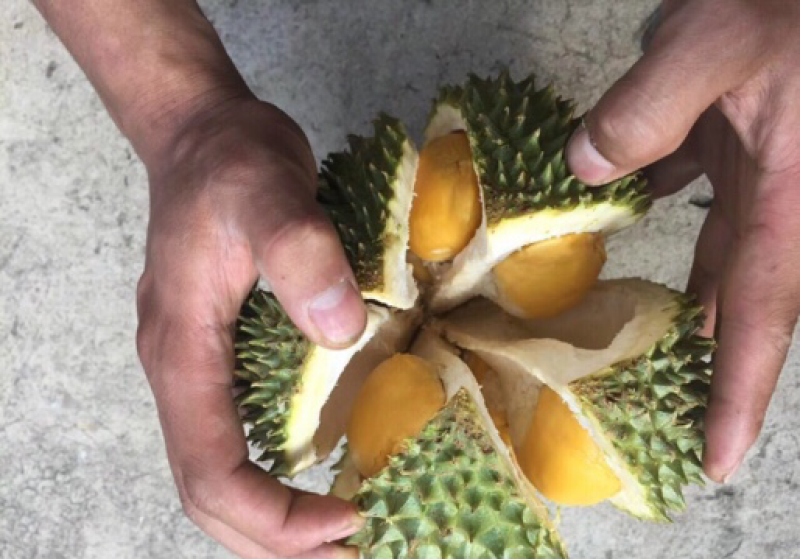 托曼妮非甲仑金枕干尧猫山榴莲