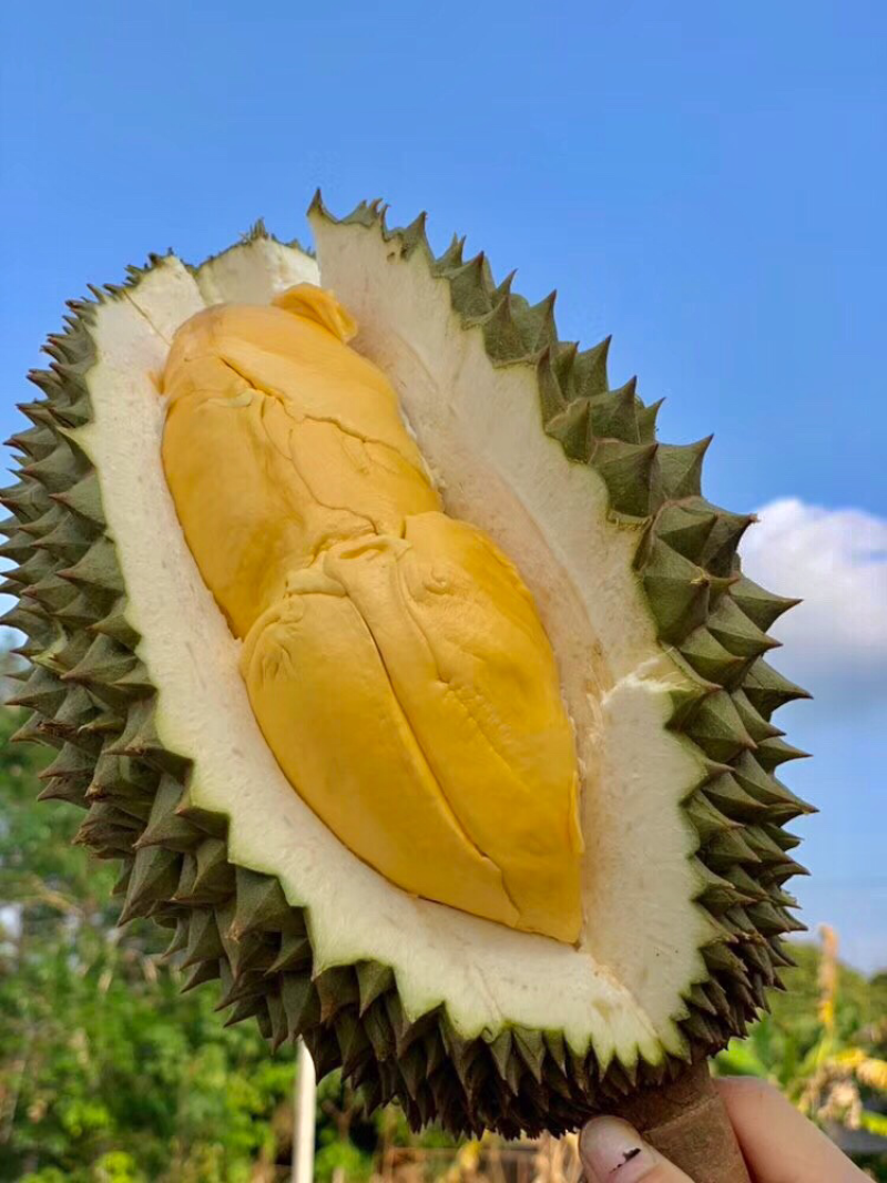 托曼妮非甲仑金枕干尧猫山榴莲