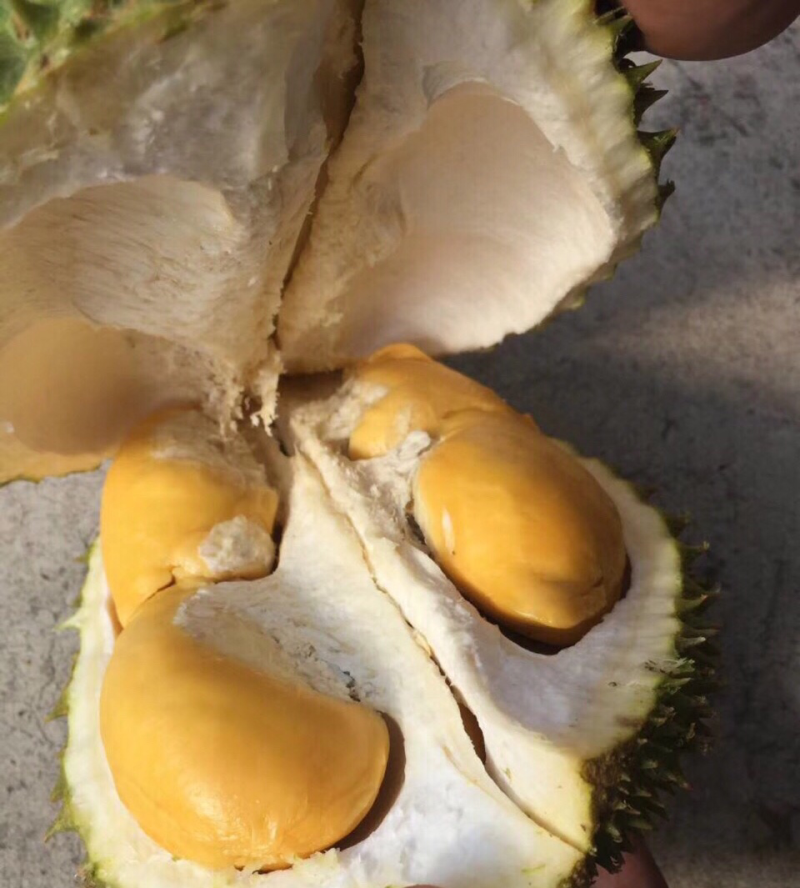 托曼妮非甲仑金枕干尧猫山榴莲