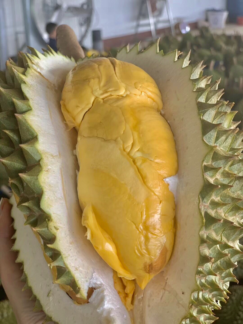 托曼妮非甲仑金枕干尧猫山榴莲