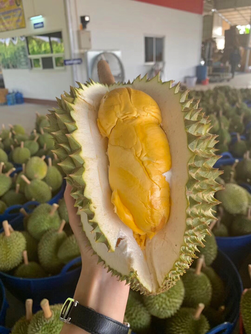 托曼妮非甲仑金枕干尧猫山榴莲
